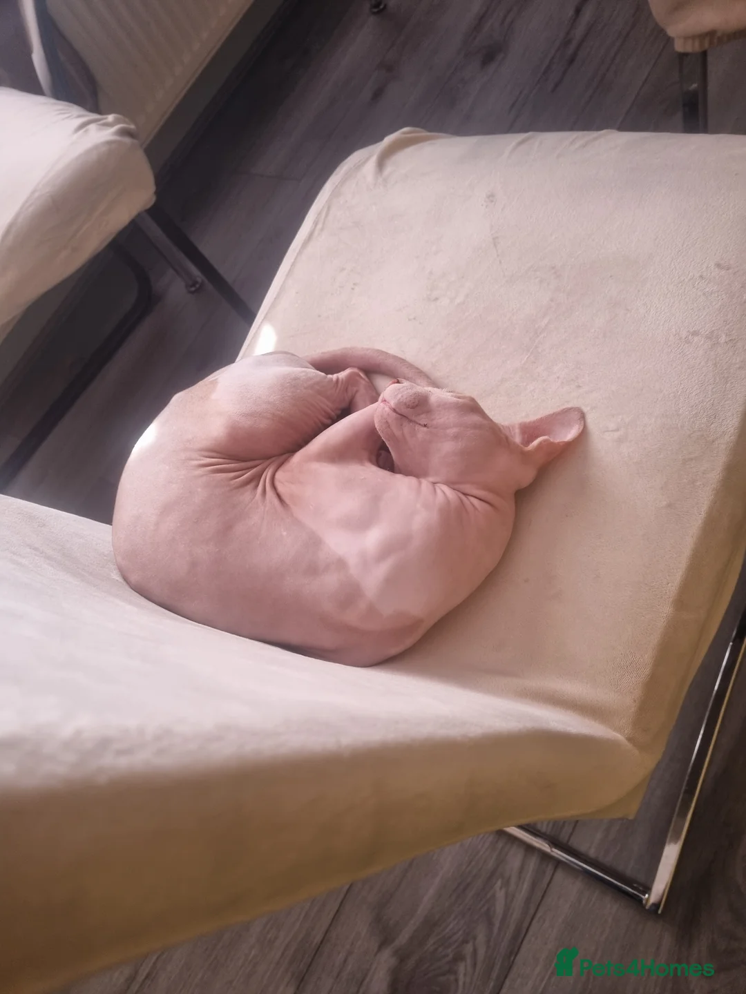 Sphynx cats for stud: Beautiful strong sphynx boy in Dewsbury - Advert 9