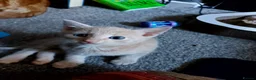 Mixed Breed cats for sale: Kittens looking for there forever homes - Advert 4