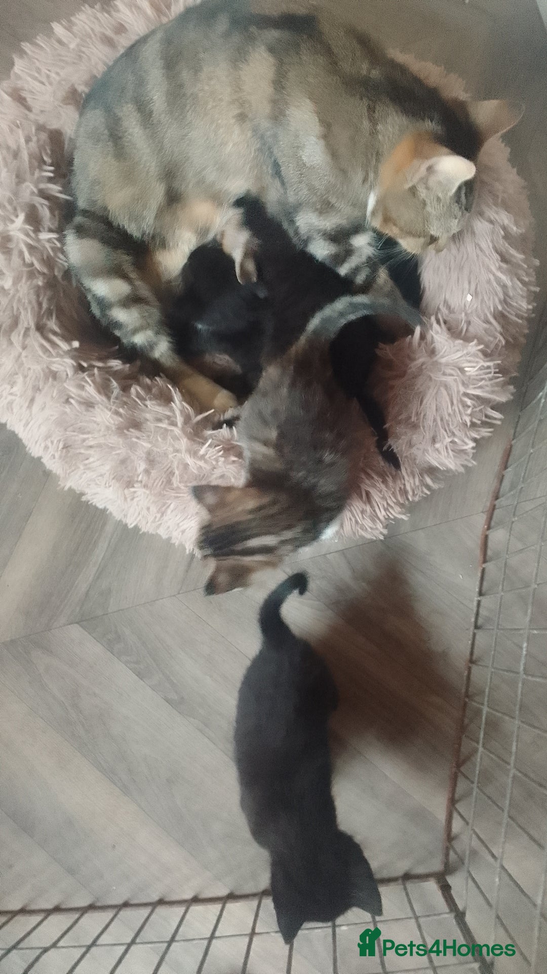 Mixed Breed cats for sale: Beautiful kittens - Image 3