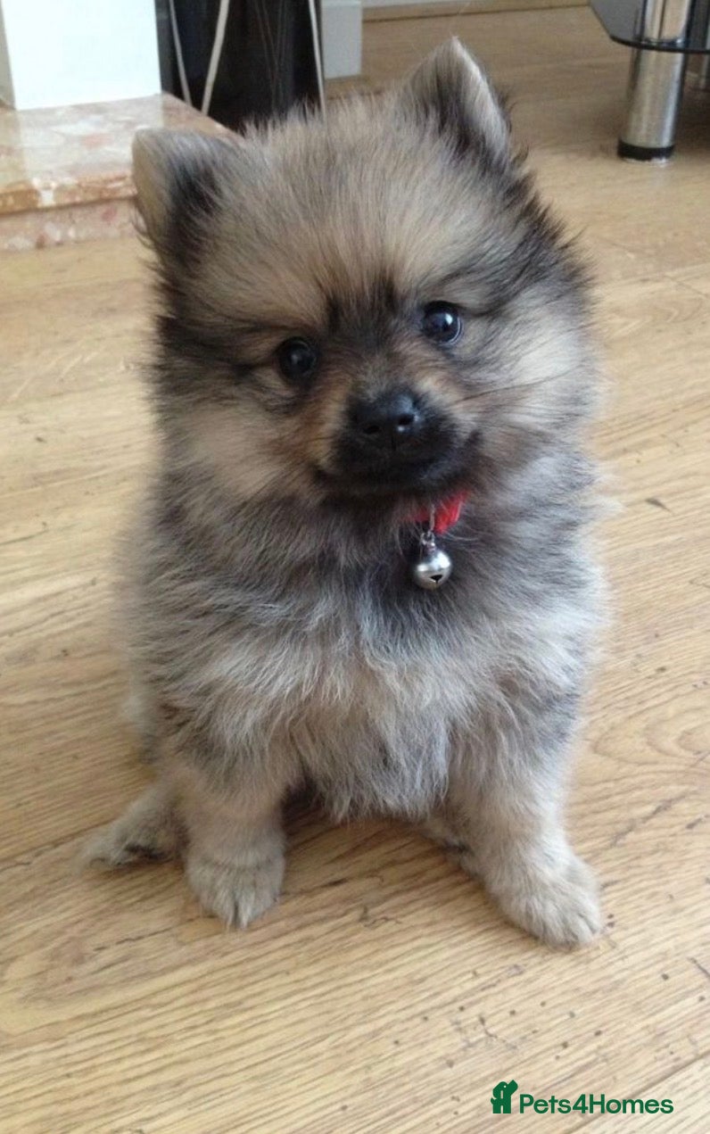 Pomeranian dogs Tiny Teddy Poms looking for their forever homes  - Advert 2