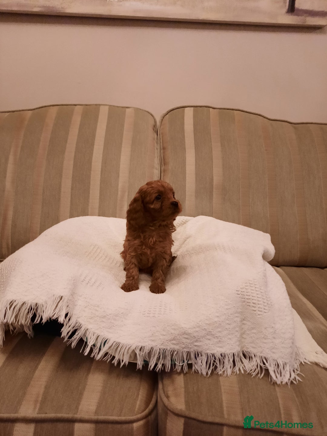 Cavapoo dogs for sale:  Cavapoo  - Advert 9