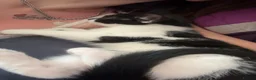 Mixed Breed cats for sale: Gorgeous boy - Advert 6