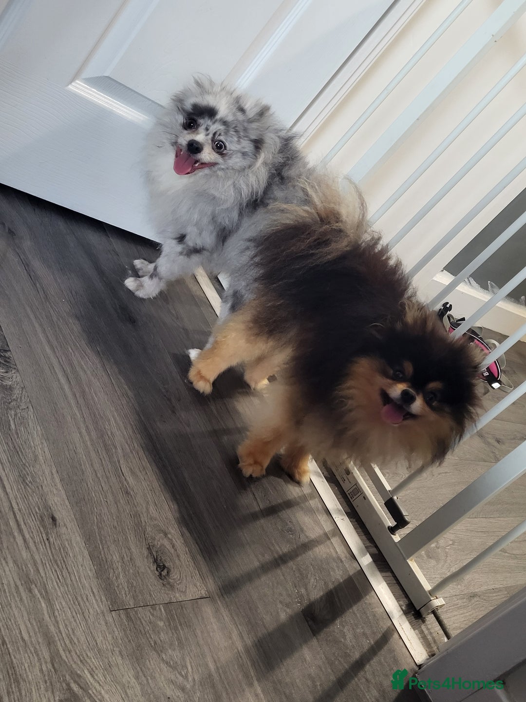 Pomeranian dogs for stud: Kc Pomeranian For Stud Duties - Advert 11