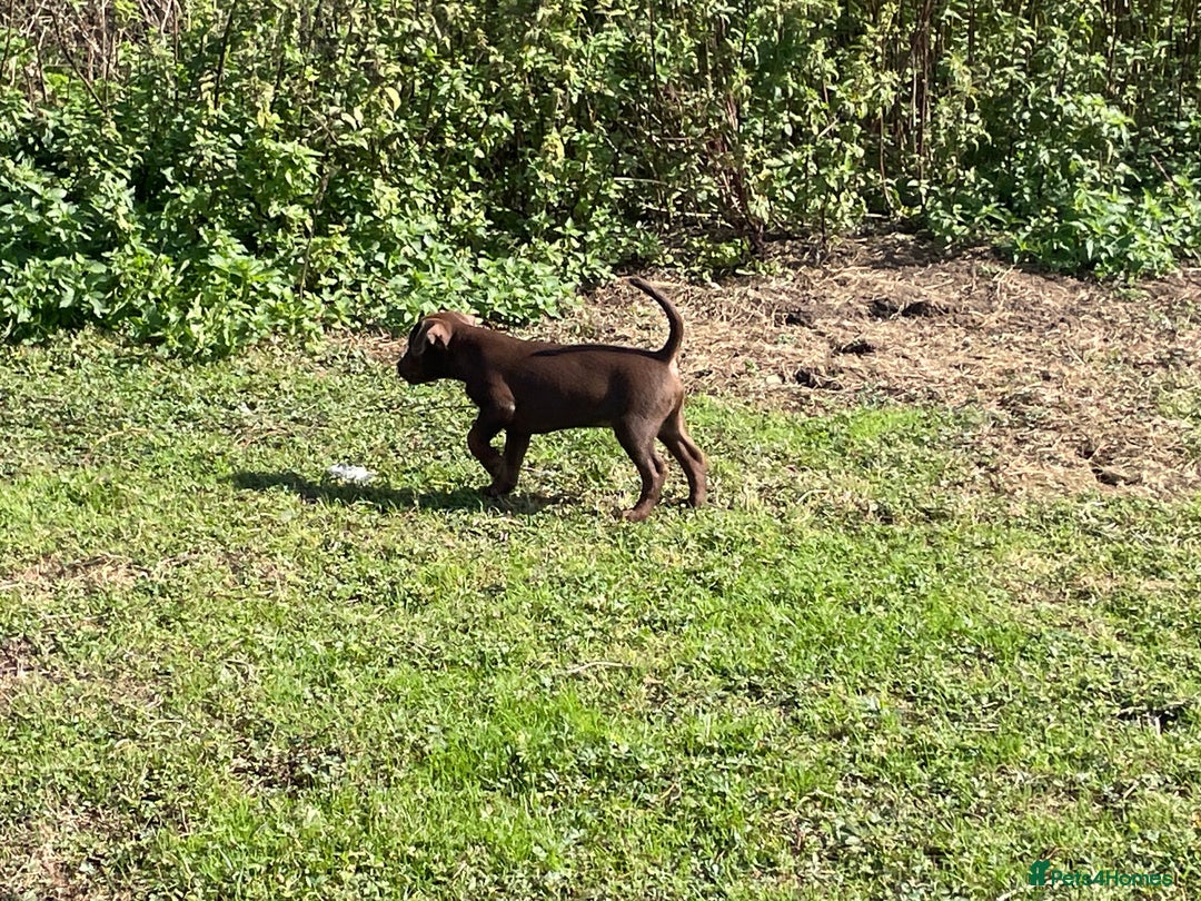 Patterdale Terrier dogs for sale: Handsome patterdale Boy - Image 3