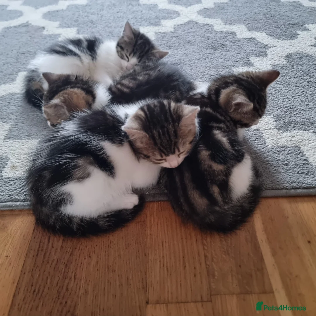 Mixed Breed cats for sale: 4 Cute Kittens For Sale !!!! - Advert 3