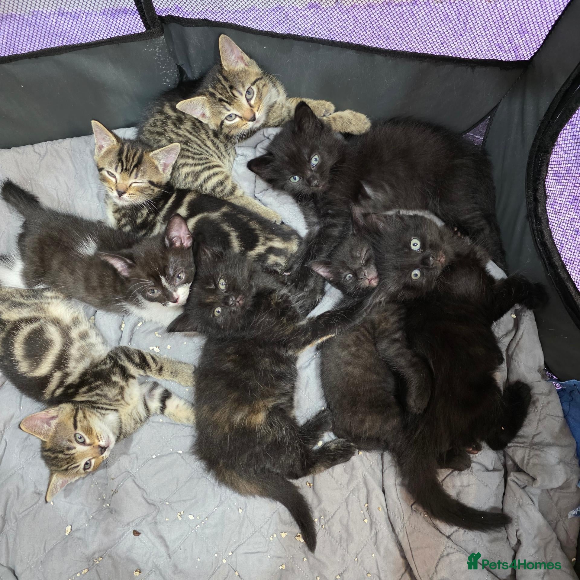 Mixed Breed cats Adorable Mixed Breed Kittens  - Advert 1