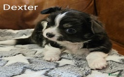 Chihuahua dogs for sale: ✨ Stunning KC long coat BOYS only✨ - Image 2