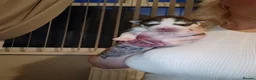 Siberian Husky dogs for sale: 🩵Exceptional siberian husky puppies🩵 - Advert 8