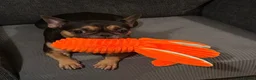 French Bulldog dogs for sale: KC registered French Bulldog puppies - Advert 2