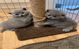 British Shorthair cats for sale: 1 Boy Left-GCCF Pedigr Pure Blue British Shorthair - Image 21
