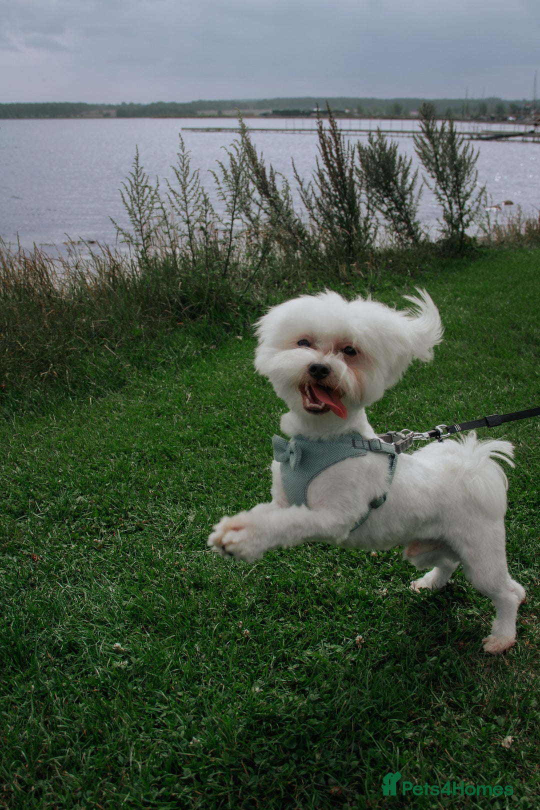 Maltese dogs for stud: Available for stud - Advert 1
