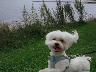 Maltese dogs Available for stud - Advert 1
