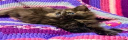 Mixed Breed cats for sale: 💖 MAINE COON X RAGDOLL *PARENTS HEALTH TESTED* 💖 - Advert 11