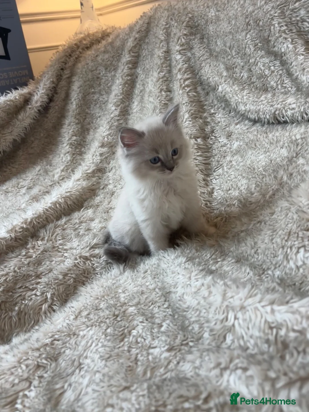 Ragdoll cats for sale: Ragdoll Kittens - Advert 1