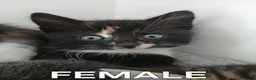 Mixed Breed cats for sale: 2 beautiful kittens for sale  - Advert 5