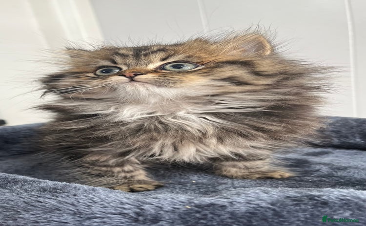 Turkish Angora cats - Advert 1