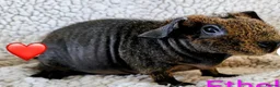 Guinea Pig rodents for sale: Skinny pigs for loving homes  - Advert 3