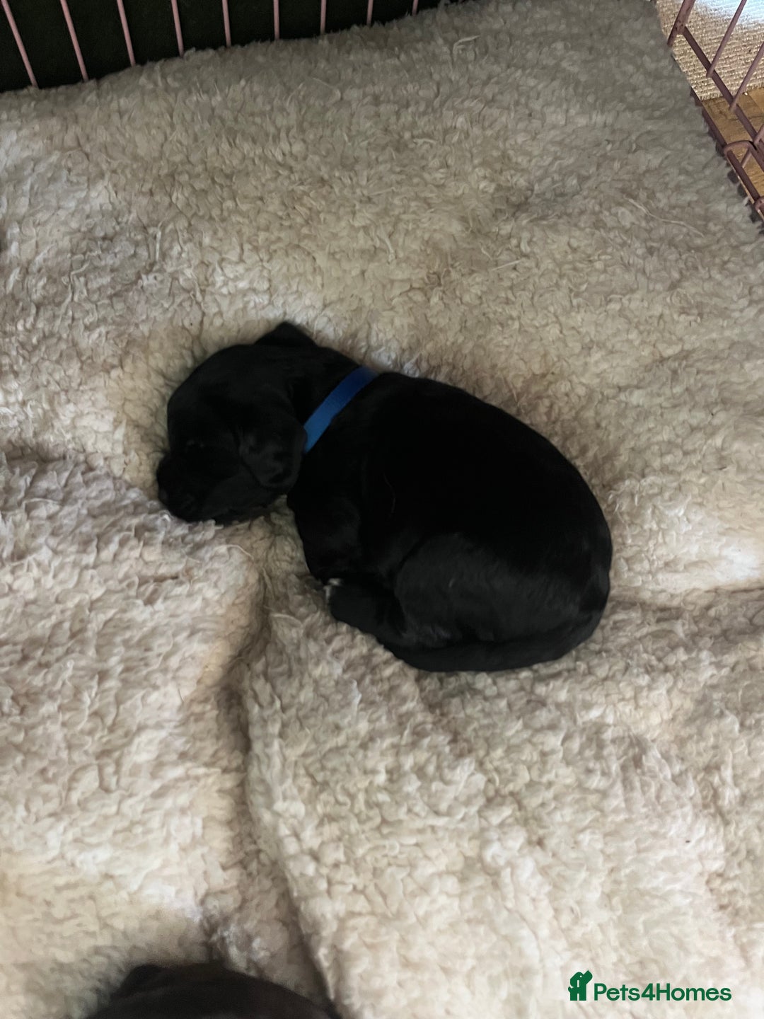 Cocker Spaniel dogs for sale: ‼️ONE GIRL LEFT‼️Working cocker spaniel puppies🐾 - Image 11