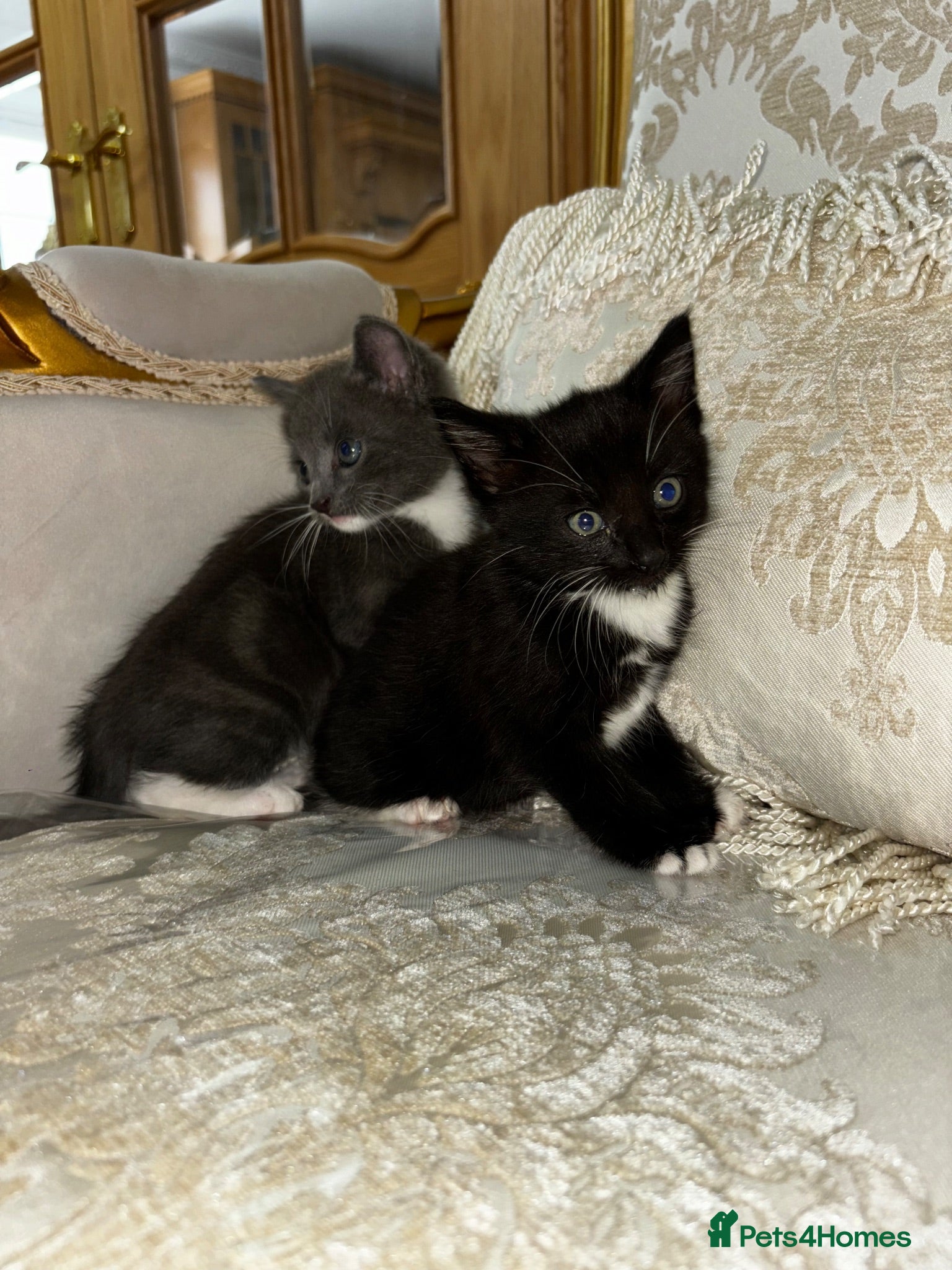 Mixed Breed cats Kittens - Advert 1