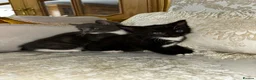 Mixed Breed cats for sale: Kittens in Wingate - Advert 1