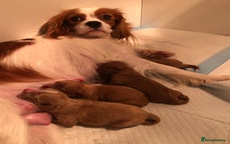 Cavapoo dogs for sale: Red F1 Cavapoo Ready to leave 20th December🐾🩵 - Advert 6