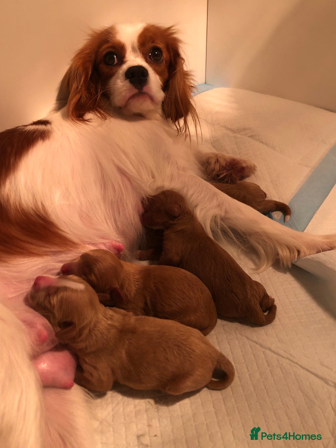 Cavapoo dogs for sale: Red F1 Cavapoo Ready to leave 20th December🐾🩵 - Advert 6