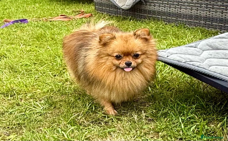 Pomeranian dogs - Advert 1