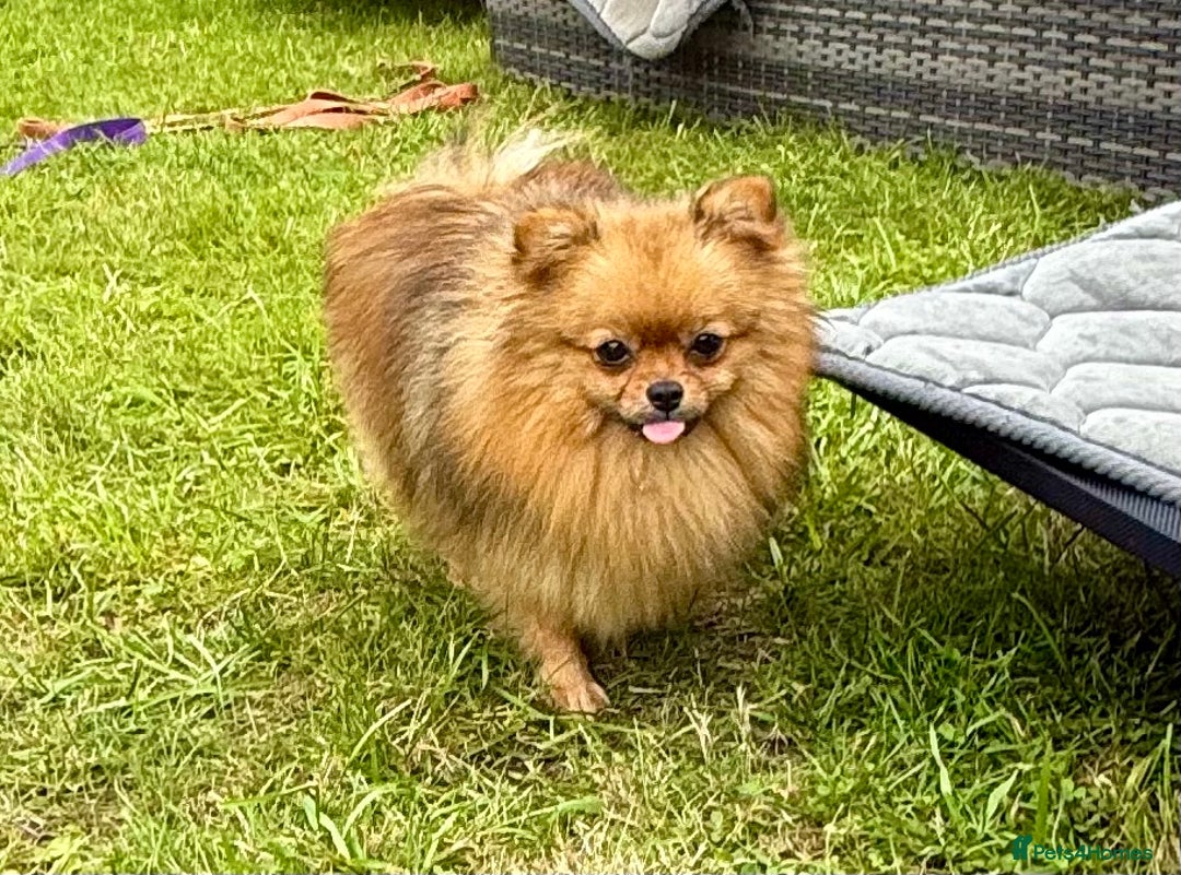Pomeranian dogs for adoption: Dior - Dior’s Story – A Little Life Saved - Image 1