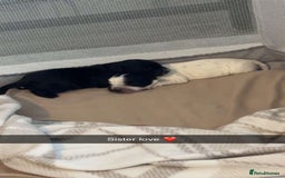 Cocker Spaniel dogs for sale: Cockers for sale  - Advert 9