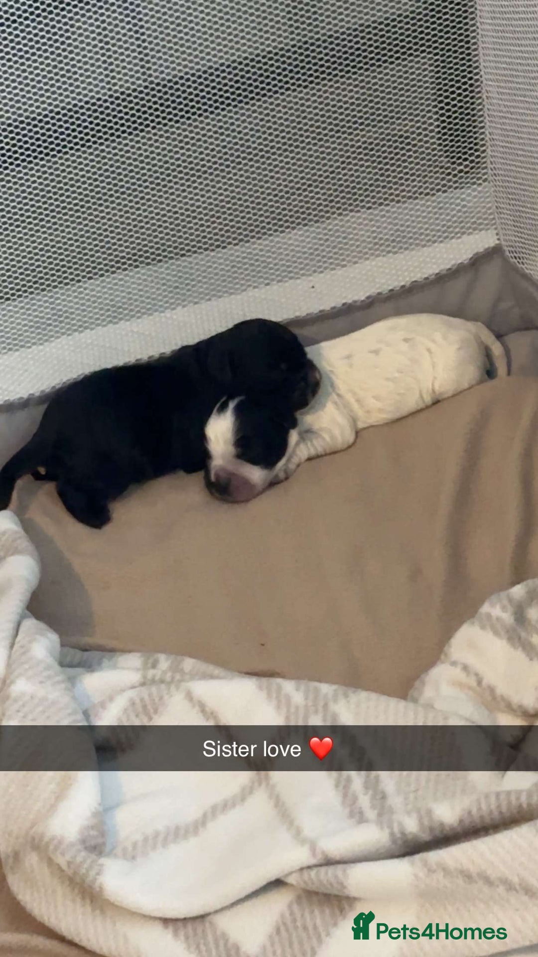 Cocker Spaniel dogs for sale: Cockers for sale  - Advert 9