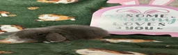 Mini Lop rabbits for sale: Beautiful Baby Mini Lops Ready now  - Advert 4