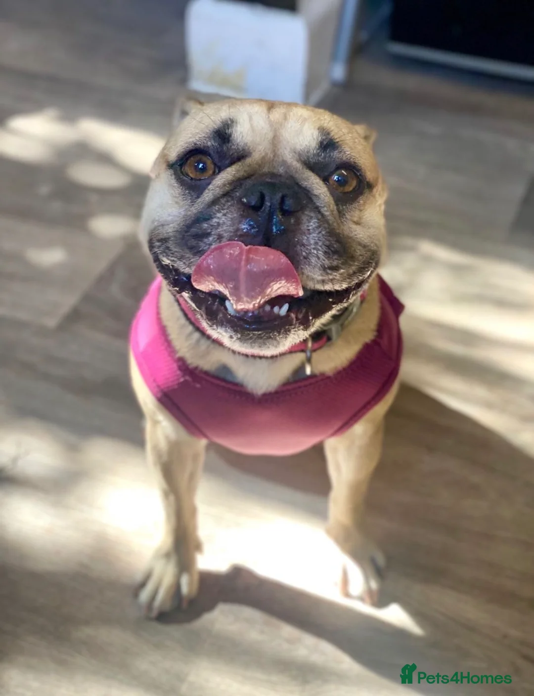 French Bulldog dogs for sale: Pedigree Frenchie  - Advert 2