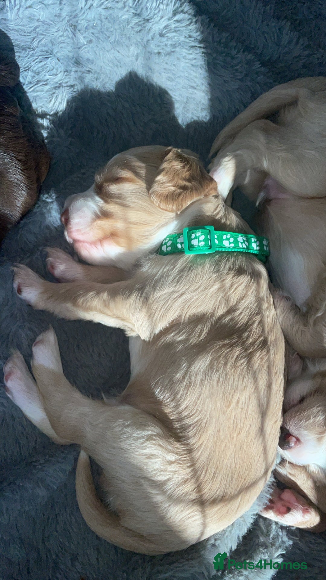 Mixed Breed dogs for sale: Cockapoo X Cavapoo Puppies - Image 4