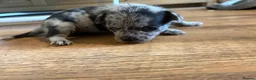Chihuahua dogs for sale: 🐾 Stunning Chihuahua Puppies Available 🐾 - Advert 8