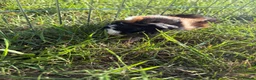 Guinea Pig rodents for sale: Guinea pigs - Advert 3