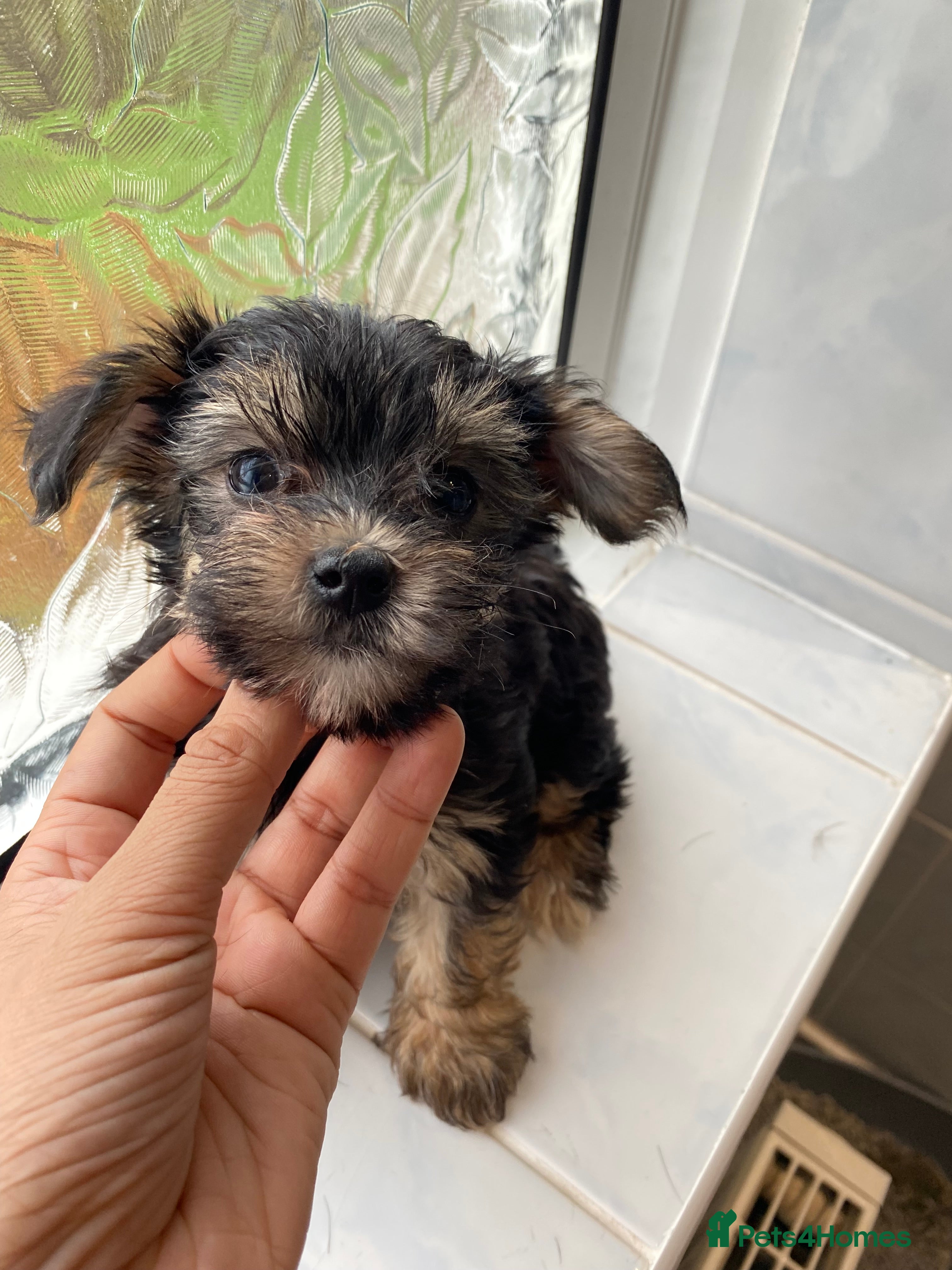 Chinese Crested dogs 💙💖Stunning Chinese crested ready now💖💙 - Advert 1