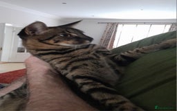 Savannah cats for sale: Large TICA Registered Spotted Savannah Boy Kitten  - Image 9