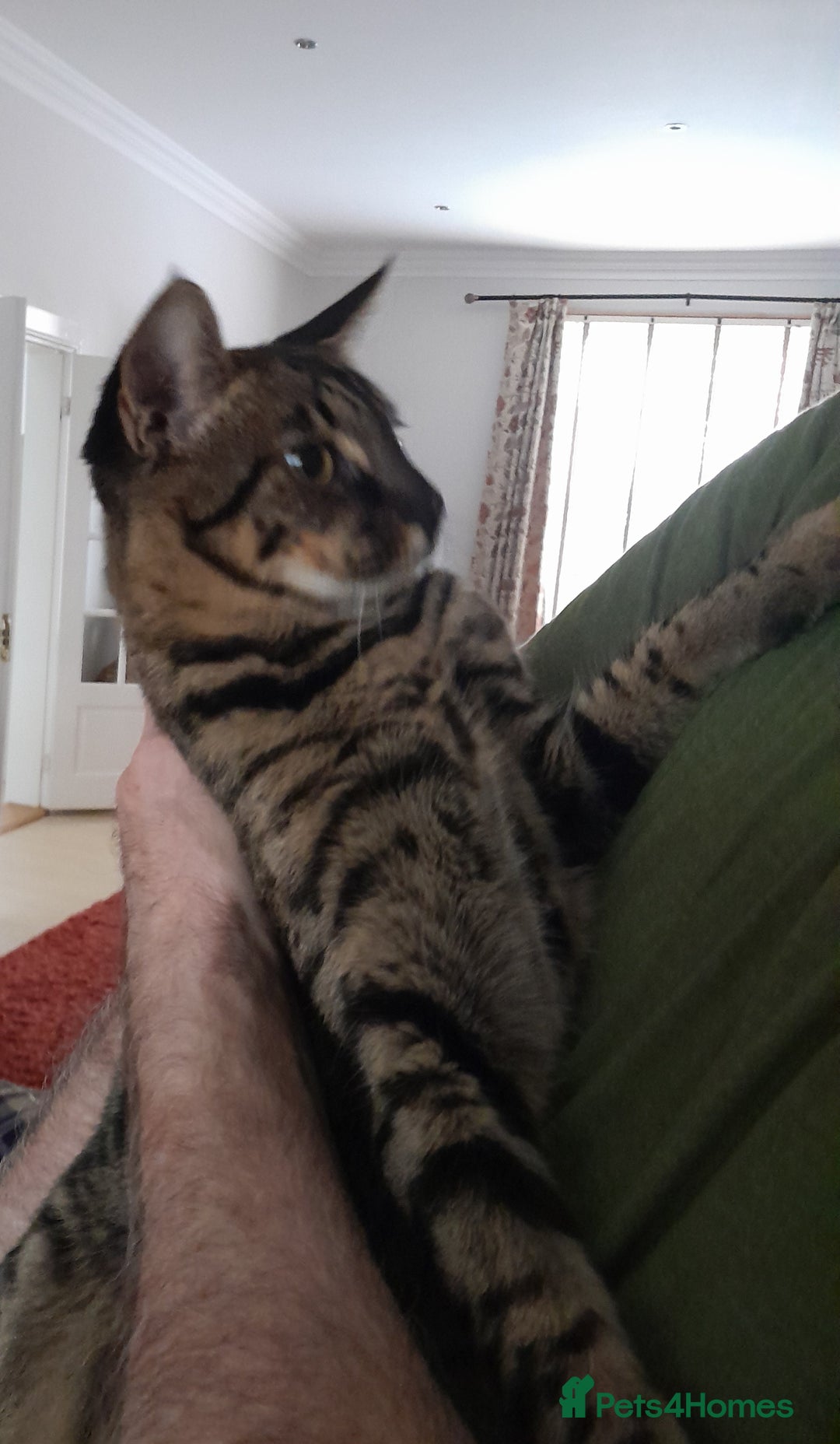 Savannah cats for sale: Large TICA Registered Spotted Savannah Boy Kitten  - Image 9
