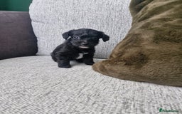 Jackapoo dogs for sale: Gorgeous Jackapoo Puppies - Image 7