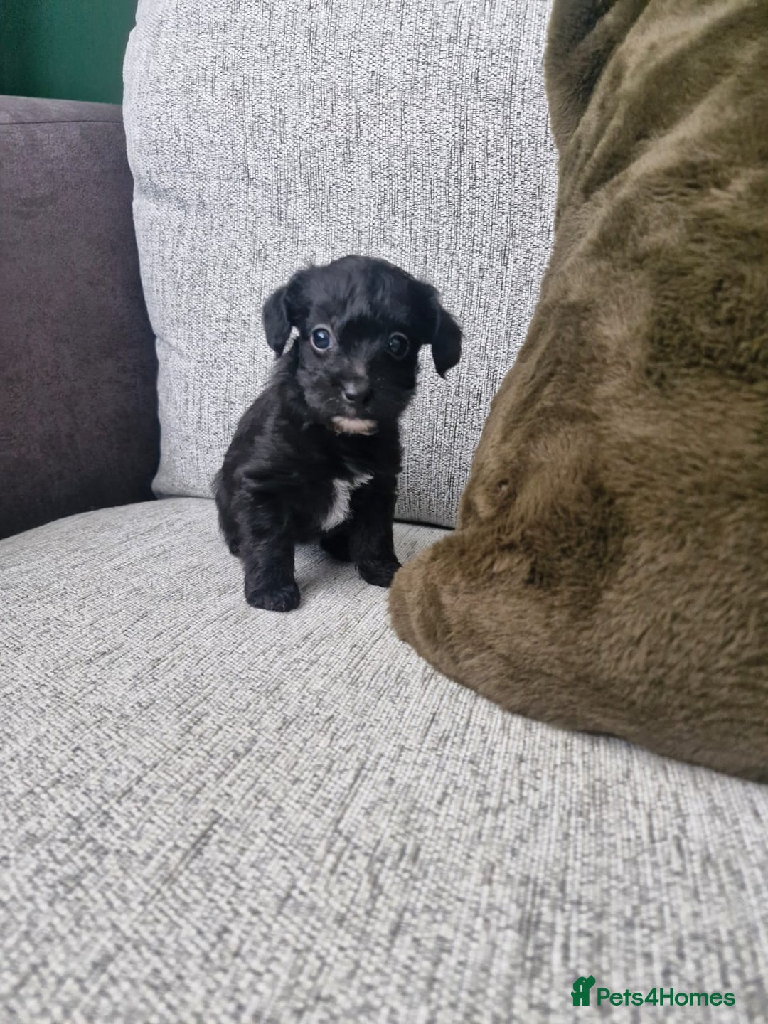 Jackapoo dogs for sale: Gorgeous Jackapoo Puppies - Image 7