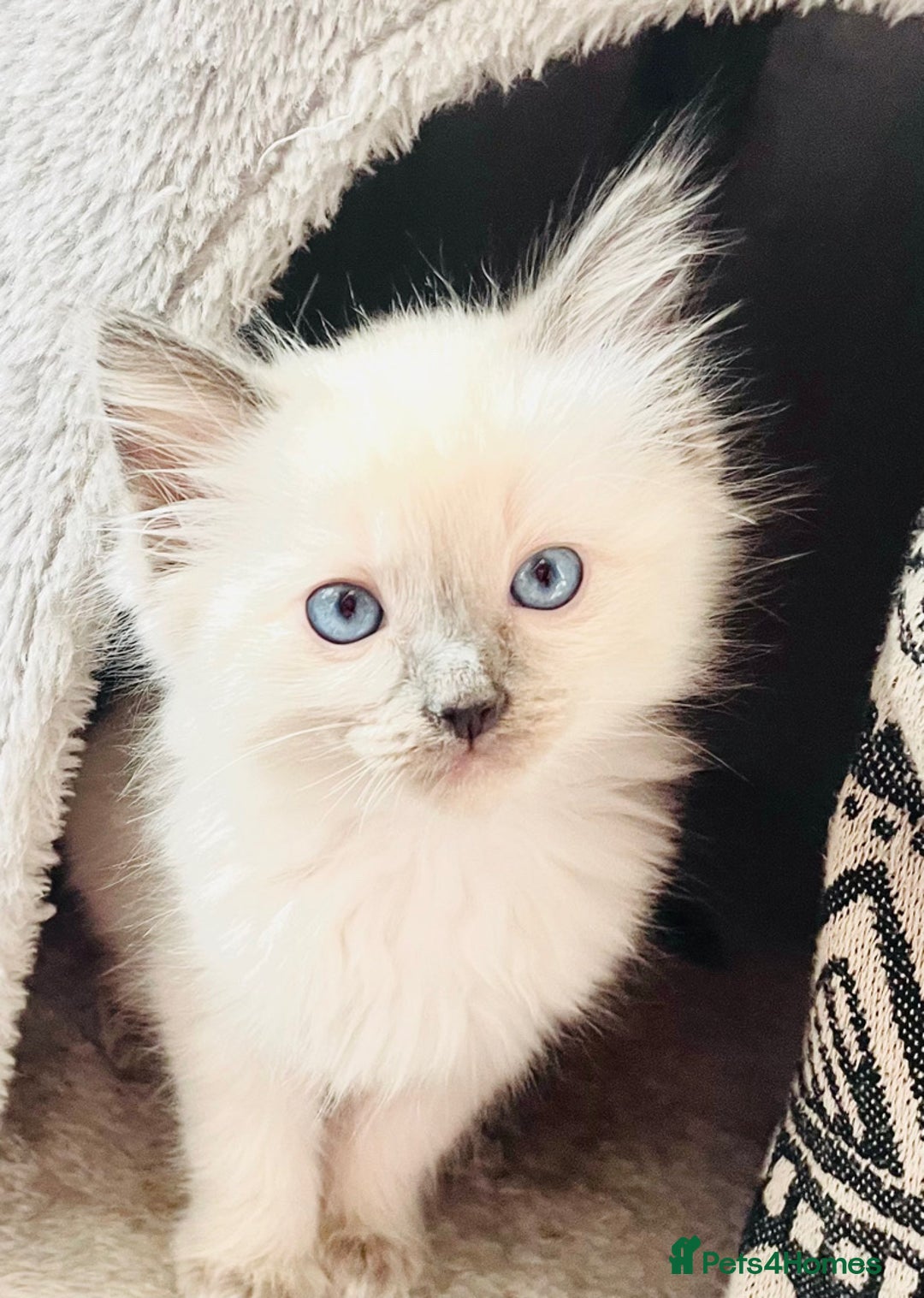 Ragdoll cats for sale: Ragdoll kittens - Image 5