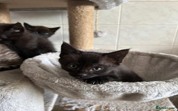Maine Coon cats for sale: Gorgeous Maine Coon cross Bengal Kittens  - Image 8