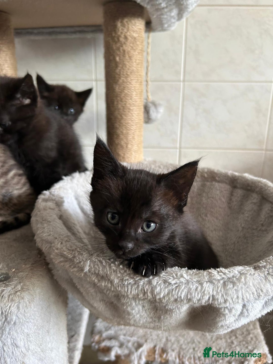 Maine Coon cats for sale: Gorgeous Maine Coon cross Bengal Kittens  - Image 8