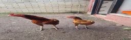 Chickens poultry for sale: Aseel Chickens - Advert 8