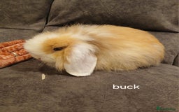 Mini Lop rabbits for sale: Mini lops for sale - Image 3
