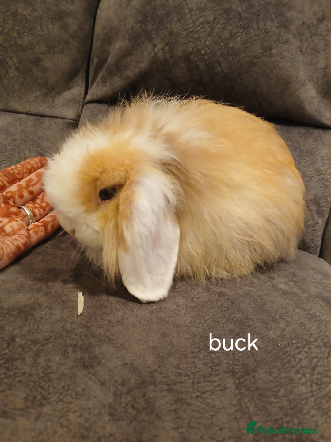 Mini Lop rabbits for sale: Mini lops for sale - Image 3