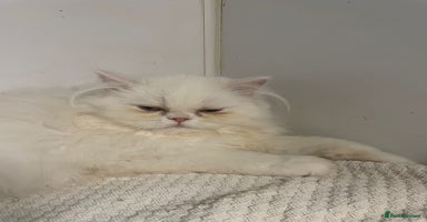 Persian cats - Advert 16