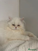 Persian cats - Advert 16