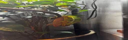 Chameleon reptiles for sale: Pair YBBB Ambilobe Panther Chameleons for sale in Oxford - Advert 9