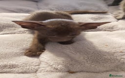 Oriental cats for sale: Full Pedigree Oriental 1 Kitten XL size ears GCCF - Image 31